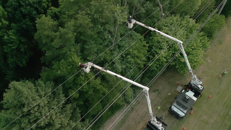 Professional Tree Services in Peoria, IL